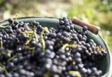 Signori del vino, nuova edizione al via su Rai 2: ecco quando Signori del vino