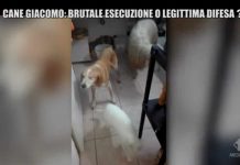 Le Iene, Nina Palmieri: “Il cane Giacomo ucciso e decapitato?” | video Il cane Giacomo a Le Iene