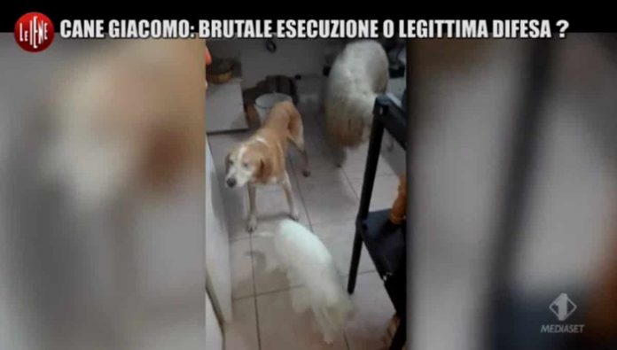 Le Iene, Nina Palmieri: “Il cane Giacomo ucciso e decapitato?” | video Il cane Giacomo a Le Iene