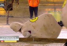 La gaffe di Alvin ad Eurogames: “Non si bagnava la patata”| video Mediaset "Patata bagnata" ad Eurogames