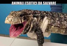 Le Iene, maltrattamenti animali esotici: Di Sarno aggredito a Modena | Video Mediaset Le Iene, maltrattamenti animali