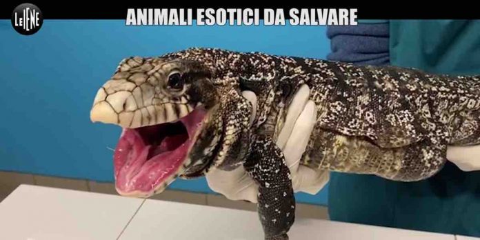 Le Iene, maltrattamenti animali esotici: Di Sarno aggredito a Modena | Video Mediaset Le Iene, maltrattamenti animali