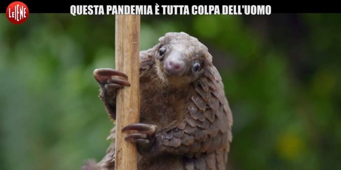 Le Iene, Coronavirus è colpa dell’uomo? Il servizio di Gaston Zama | Video Mediaset Coronavirus come è nato? Le Iene