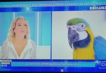 Domenica Live, Enzo Salvi e il pappagallo Fly: il racconto dell’aggressione subita | Video Mediaset Domenica Live
