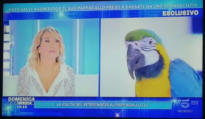 Domenica Live, Enzo Salvi e il pappagallo Fly: il racconto dell’aggressione subita | Video Mediaset Domenica Live