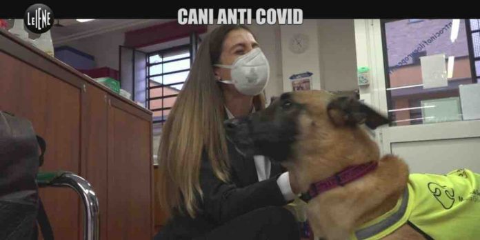 Cani anti covid, il servizio di Alice Martinelli a Le Iene | Video Mediaset cani anti covid a Le Iene