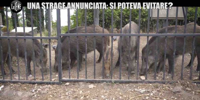 Le Iene, strage di cinghiali a Roma: la morte si poteva evitare? | Video Mediaset strage di cinghiali a Roma a Le Iene