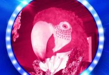 Il cantante mascherato 2021, vince il Pappagallo. Seconda la Farfalla, ecco chi si nascondeva sotto la maschera Pappagallo vince il cantante mascherato 2021