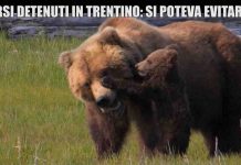 Le Iene, “orsi condannati all’ergastolo in Trentino”: il servizio di Nina Palmieri | Video Mediaset Le Iene, orsi Trentino