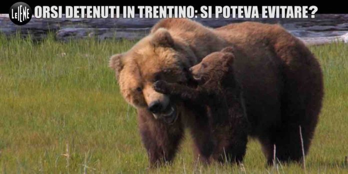 Le Iene, “orsi condannati all’ergastolo in Trentino”: il servizio di Nina Palmieri | Video Mediaset Le Iene, orsi Trentino