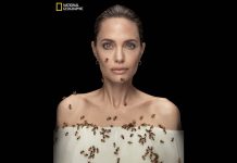 Angelina Jolie coperta di api per combattere l’estinzione: lo scatto è impressionante Angelina Jolie api