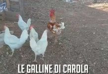 Amici 21, le galline di Carola salutano Maria De Filippi e Luigi | Video Witty Tv Amici 21 le galline di Carola