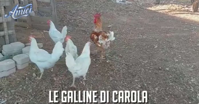 Amici 21, le galline di Carola salutano Maria De Filippi e Luigi | Video Witty Tv Amici 21 le galline di Carola