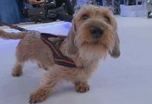 Uomini e Donne, Maria De Filippi presenta il cagnolino Giovanni e Tina… | Video Witty Tv Maria De Filippi cane