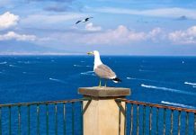 “Povero gabbiano”, da dove arriva il tormentone che sta spopolando su Tik Tok e Instagram Povero gabbiano Gianni Celeste Tu comm'a mme