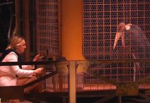 Ciao Darwin 2024, la prova coraggio della Teen Giusy Di Fratta con l’animale Giampiero | Video Mediaset Ciao Darwin prova coraggio milf vs teen