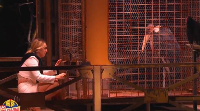 Ciao Darwin 2024, la prova coraggio della Teen Giusy Di Fratta con l’animale Giampiero | Video Mediaset Ciao Darwin prova coraggio milf vs teen