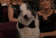 Oscar 2024, il cane Messi applaude in platea: il video del protagonista di “Anatomia di una caduta” diventa virale OSCAR 2024 CANE MESSI