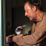 Il mio amico pinguino: un film emozionante da un’incredibile storia vera – Recensione Il mio amico pinguino