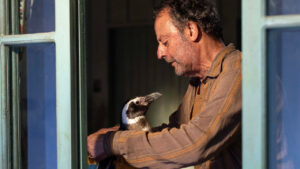 Il mio amico pinguino: un film emozionante da un'incredibile storia vera - Recensione