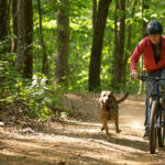 Max: un dog-movie tra patriottismo e racconto di formazione – Recensione max