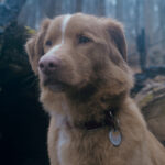 Good Boy: l’horror che ci mette nei panni di un cane – Recensione Good Boy