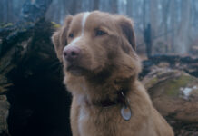 Good Boy: l’horror che ci mette nei panni di un cane – Recensione Good Boy