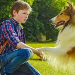 Ascolti tv 25 agosto 2026: Lassie torna a casa, Nata per te, L’Eredità Summer, La Ruota della Fortuna | Dati Auditel Lassie torna a casa