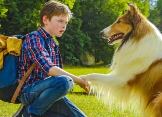 Ascolti tv 25 agosto 2026: Lassie torna a casa (10.6%), Nata per te (14%), L’Eredità Summer (14.9%), La Ruota della Fortuna (28.7%), Verità Nascoste – Il Diario (16%) | Dati Auditel Lassie torna a casa